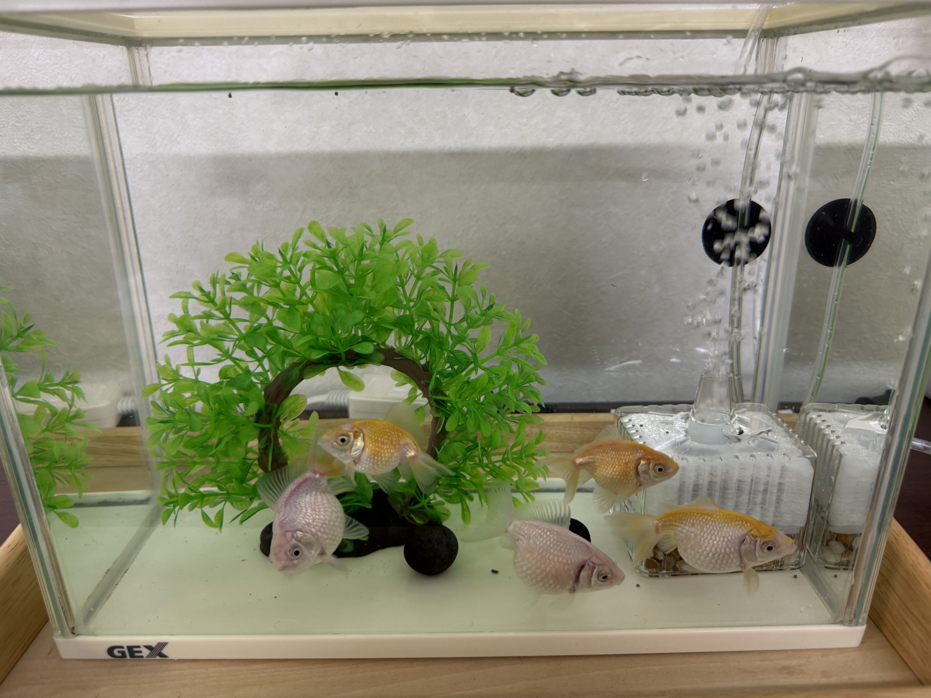 金魚たち